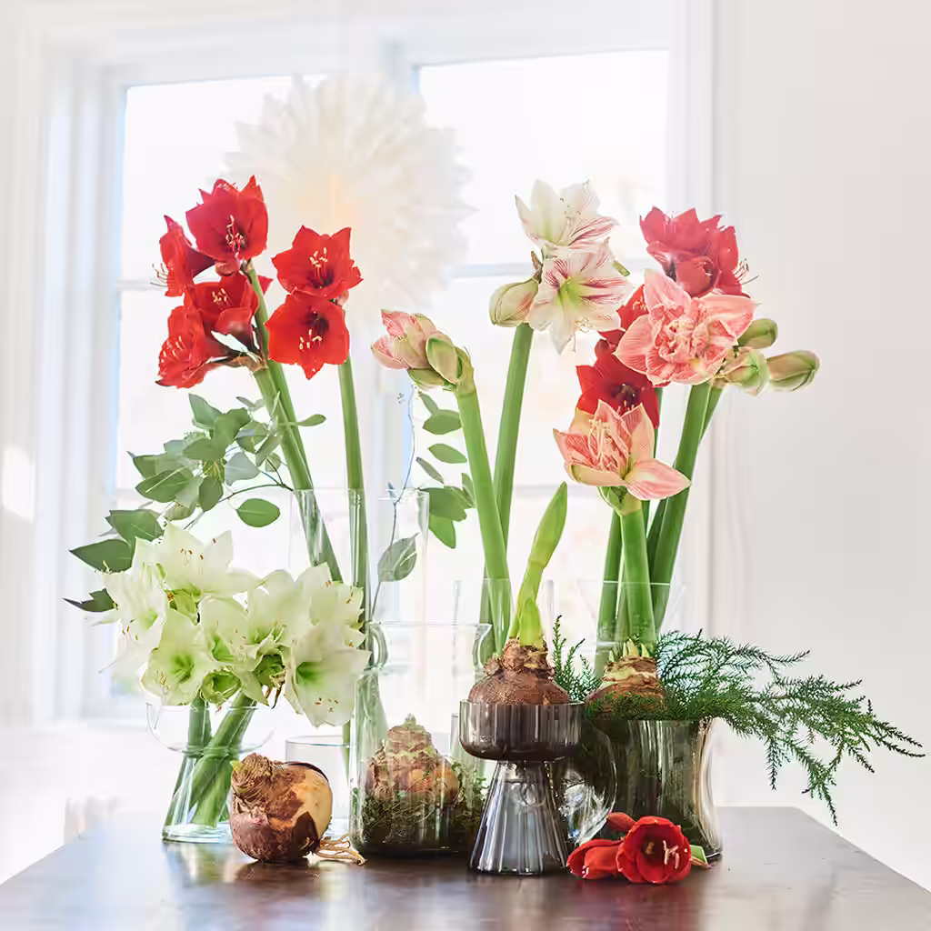Get the amaryllis to bloom when you want