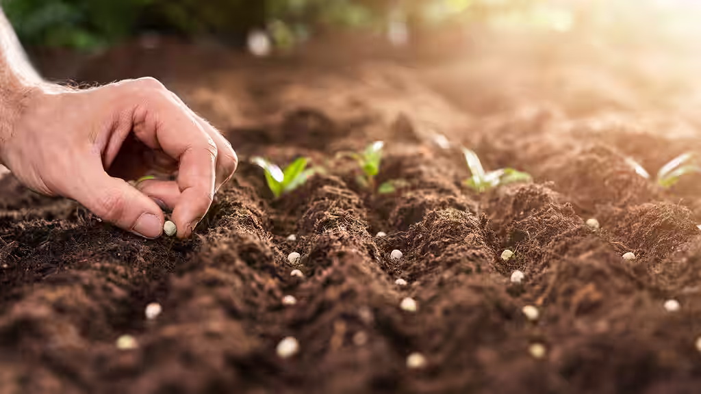 May - this is what you can sow and grow