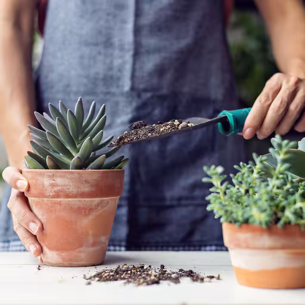 Succeeding with succulents