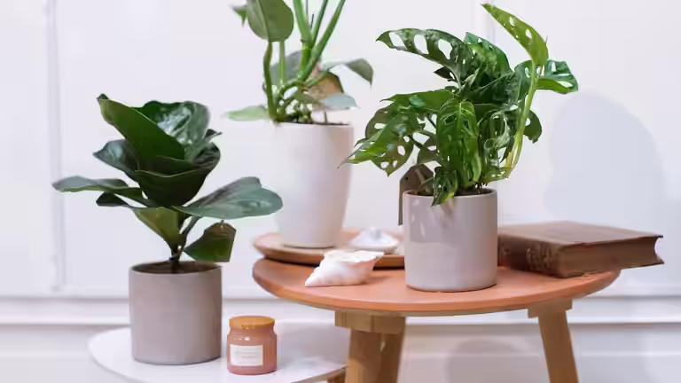 Swedes' favorite - easy-care plants that don't need to be replanted