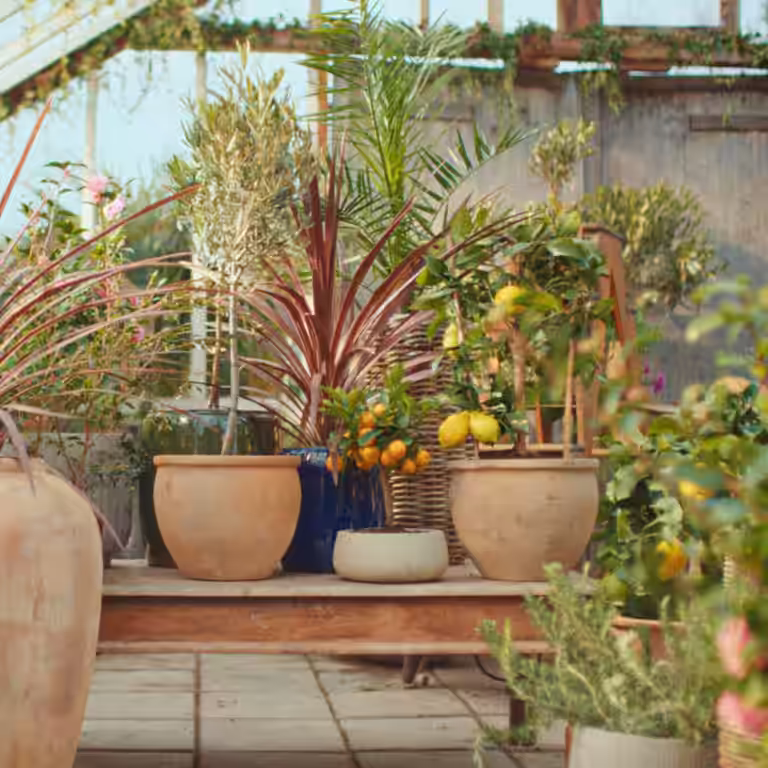 Give new life to Mediterranean plants after the winter