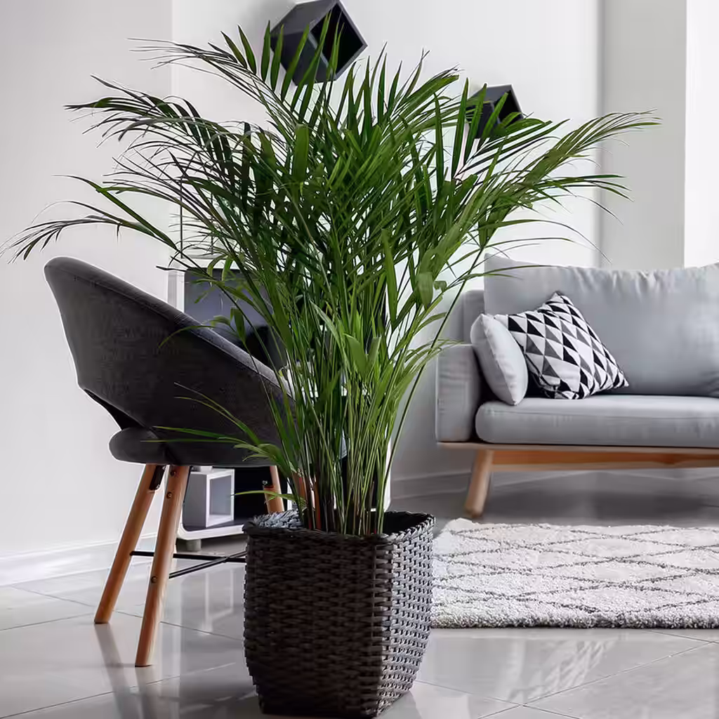Areca palm