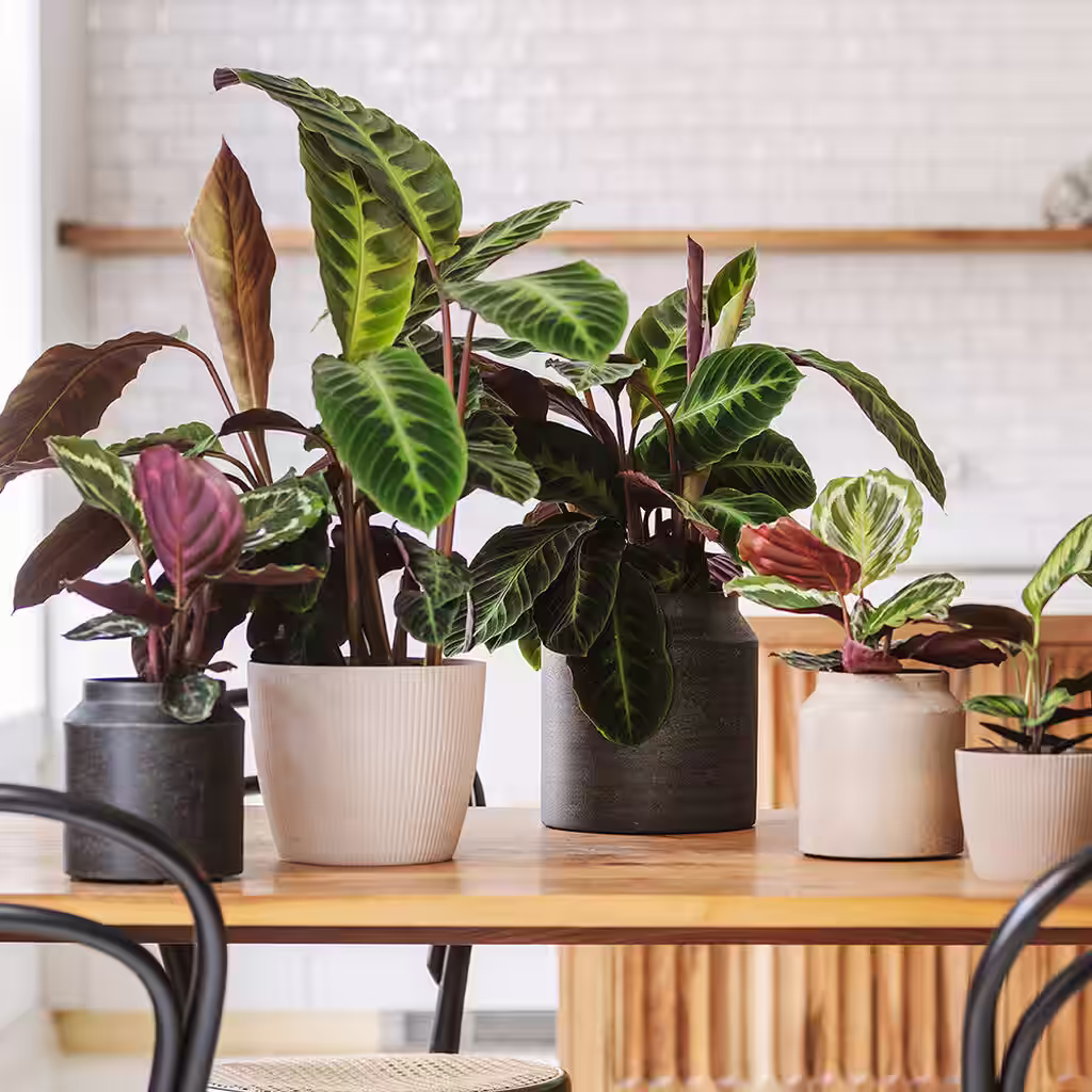 Calathea