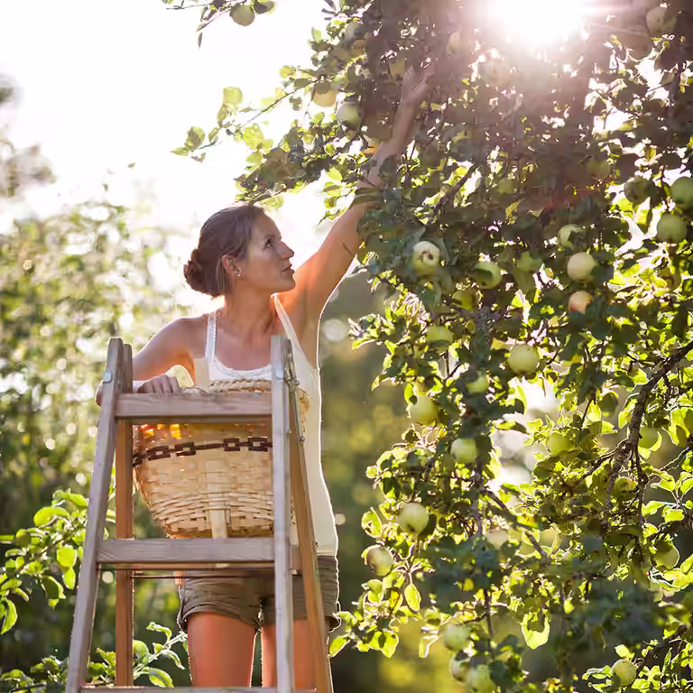 Apple tree – planting and care
