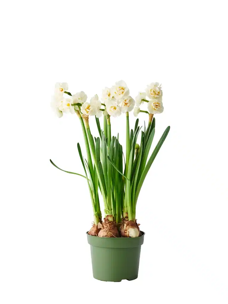 Påsklilja 'Bridal Crown'