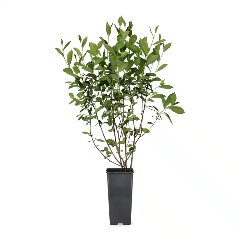 Svartaronia fk MOSKVA