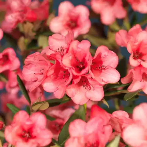 Griersonianum-rododendron 'Winsome'