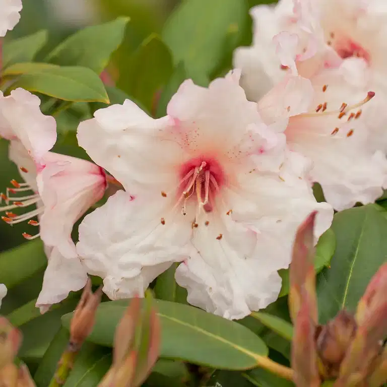 Wardii-rododendron 'Virginia Richards'