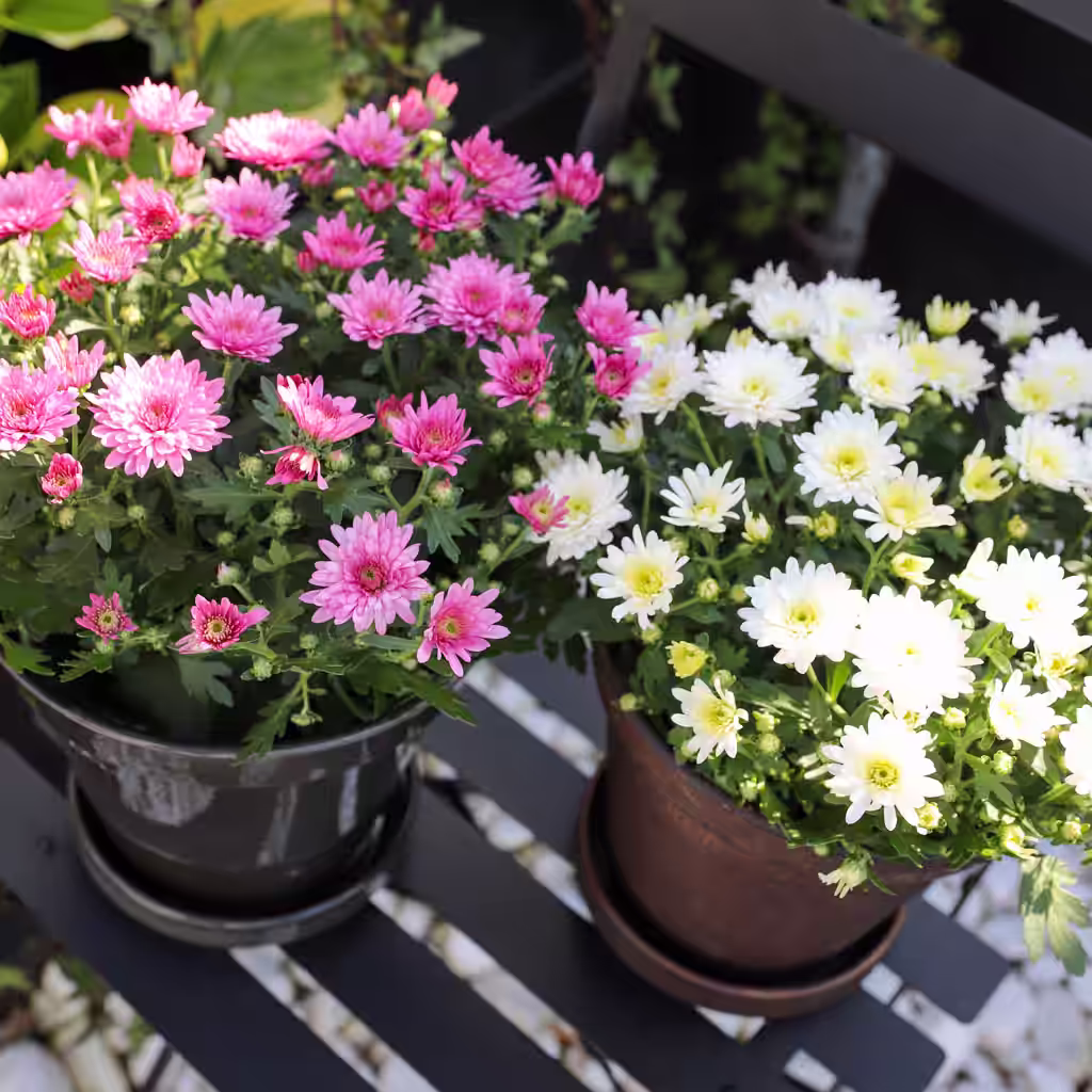 LC: Chrysanthemum now 119,- (was 169.90) Ø19 cm
