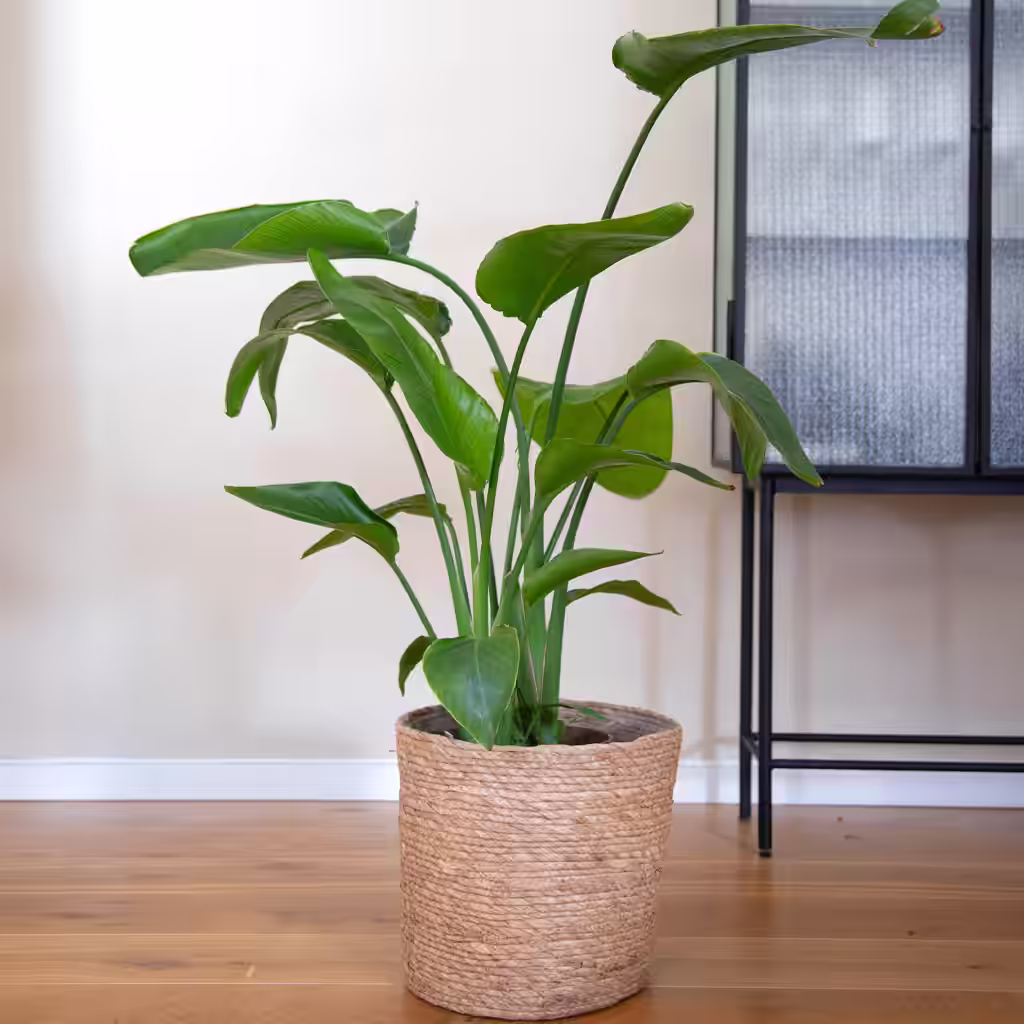 LC: Strelizia nicolai and Evina pot