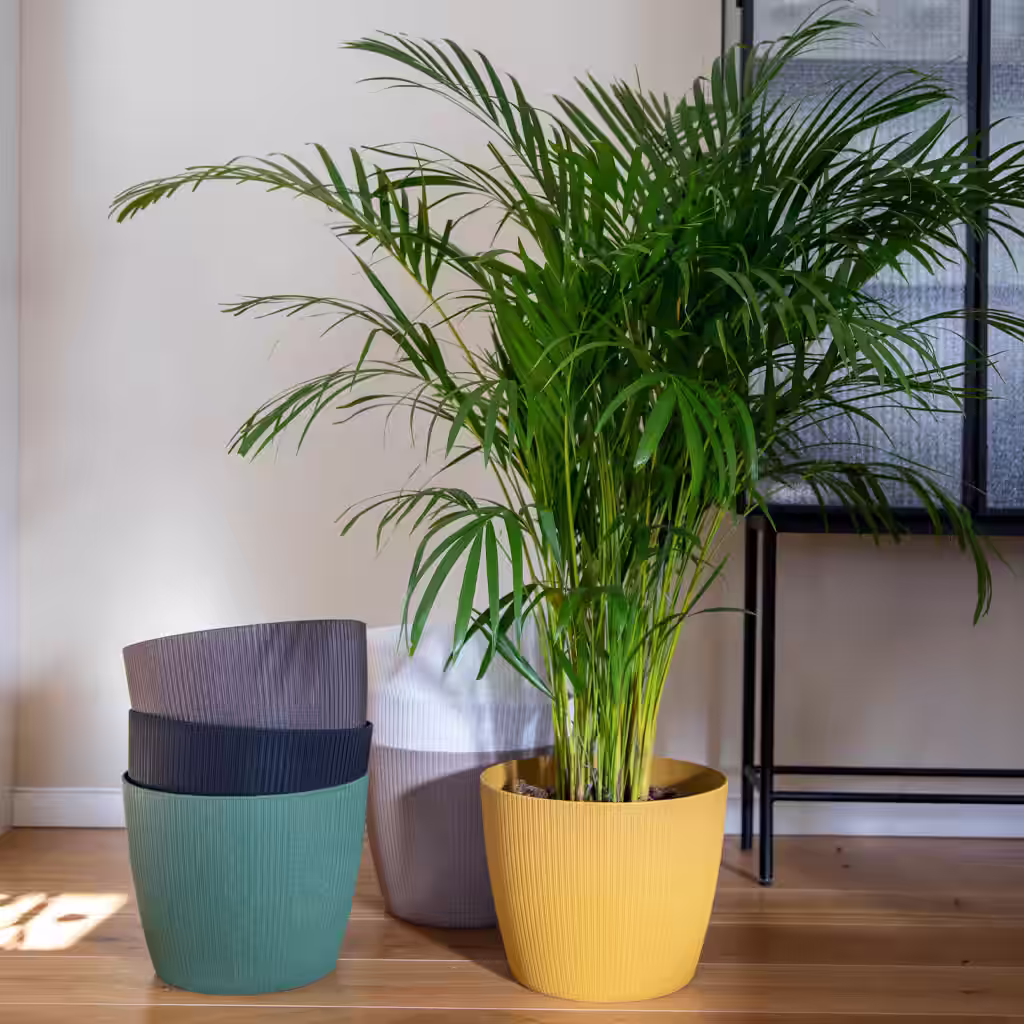 LC: Dypsis lutescens and Lisse pot