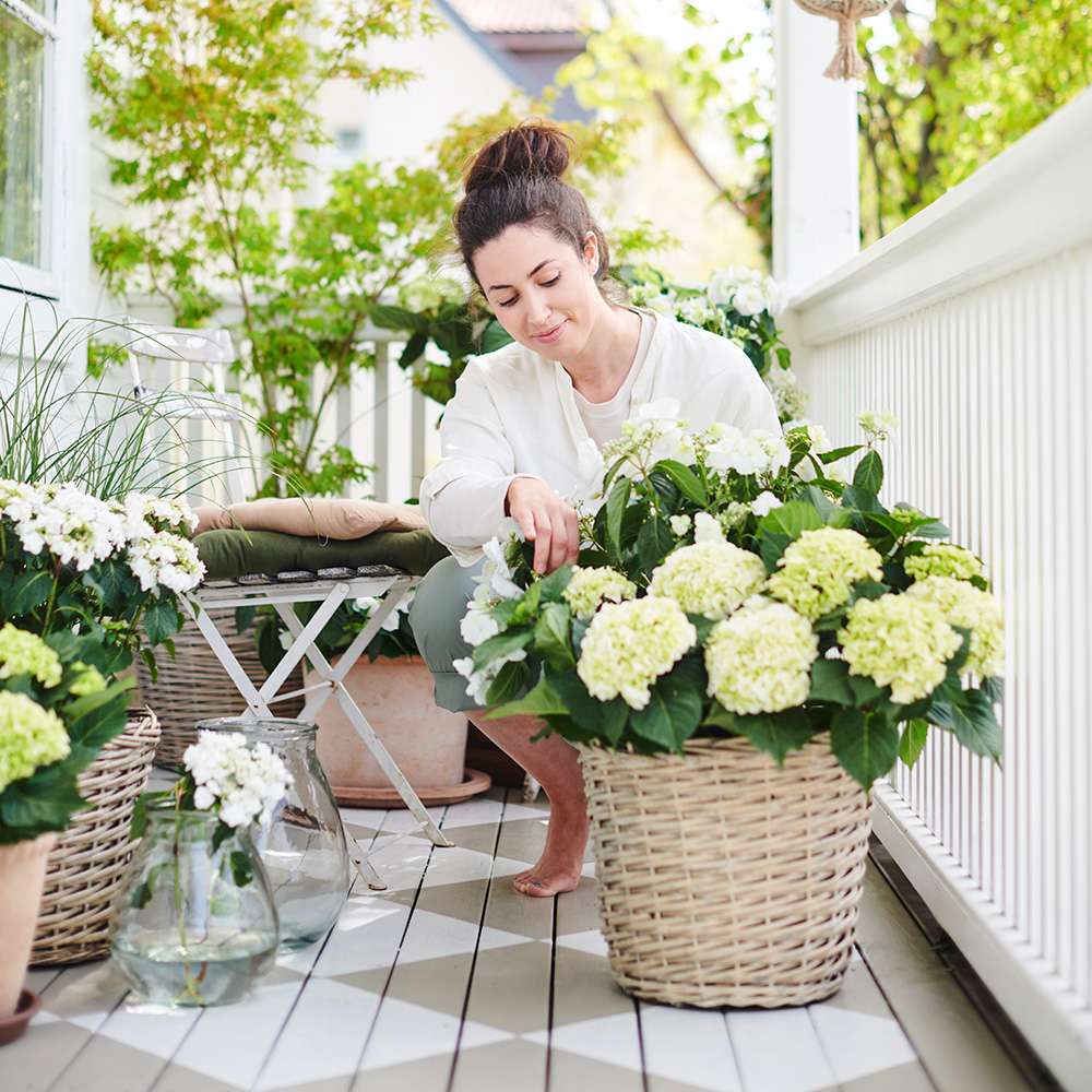 Image of Hortensia 199,90