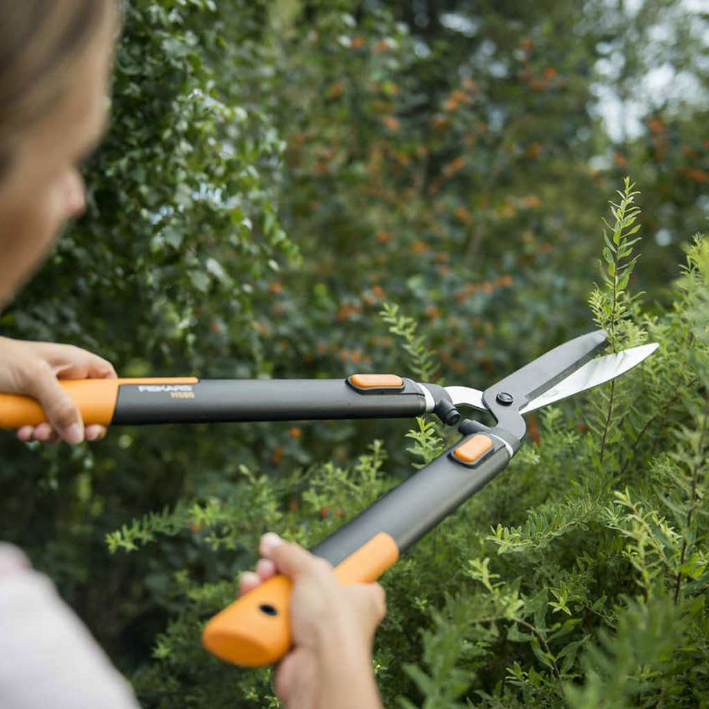 Image of Beskärning