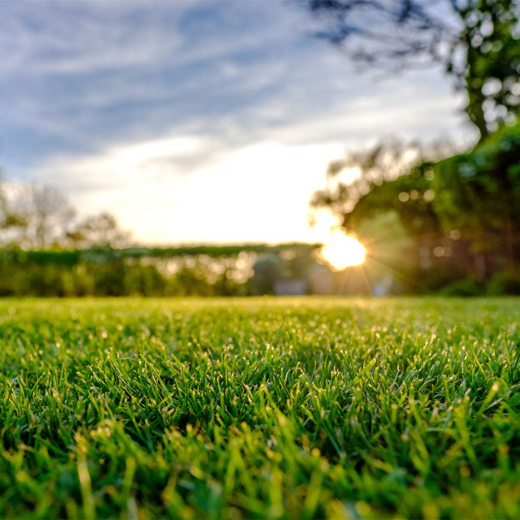 Image of Allt om gräsmattan