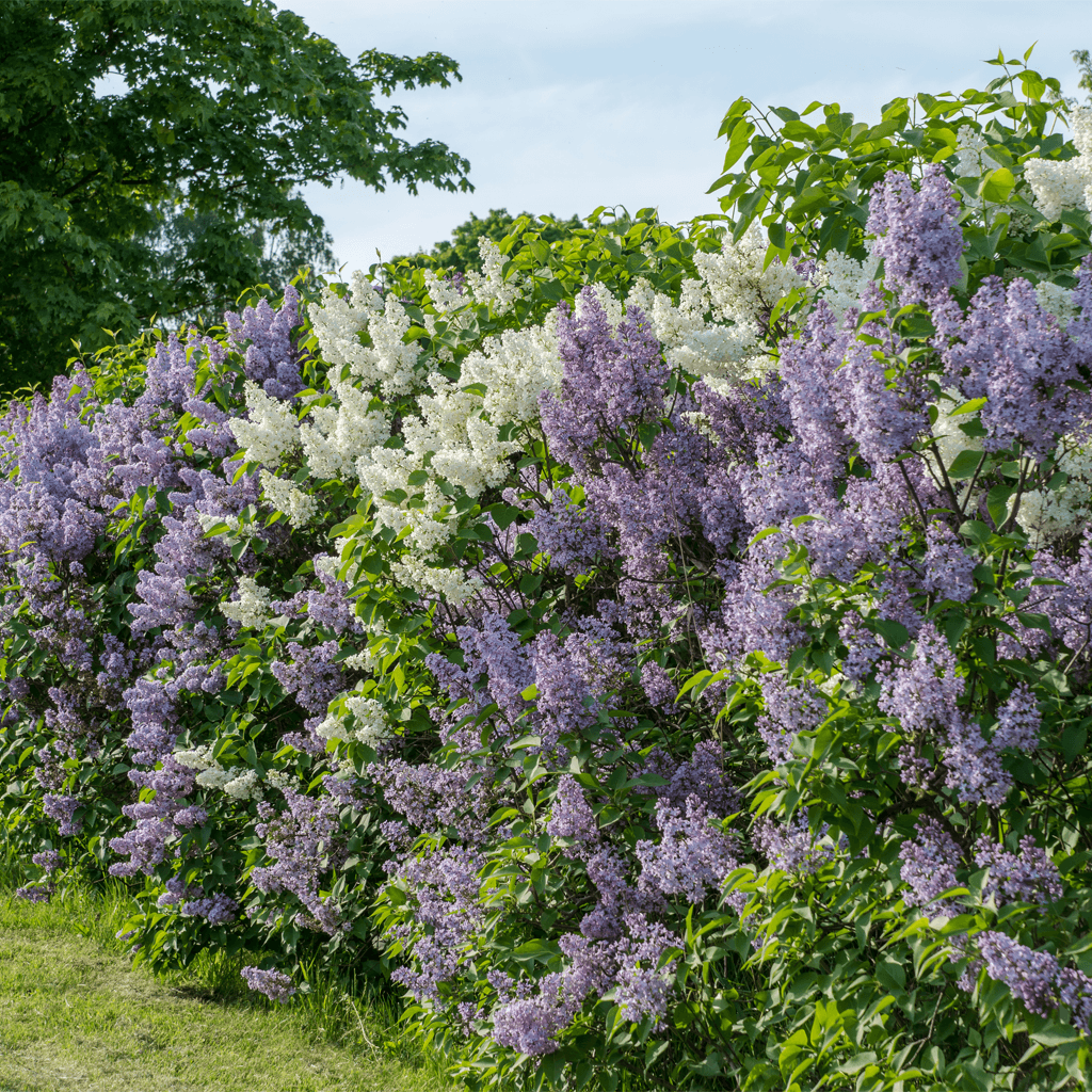 Image of Häckväxter 6 för 5