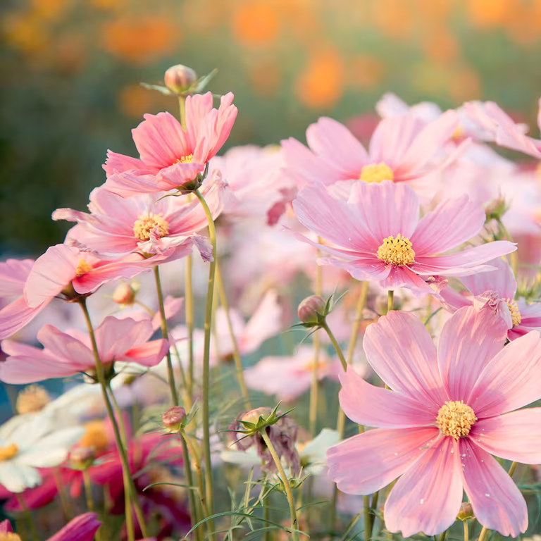 Så dina sommarblommor från frö direkt i rabatten.