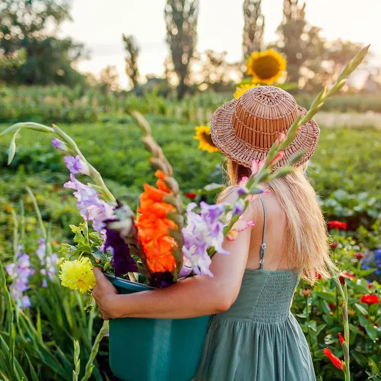 Odla dina egna snittblommor 