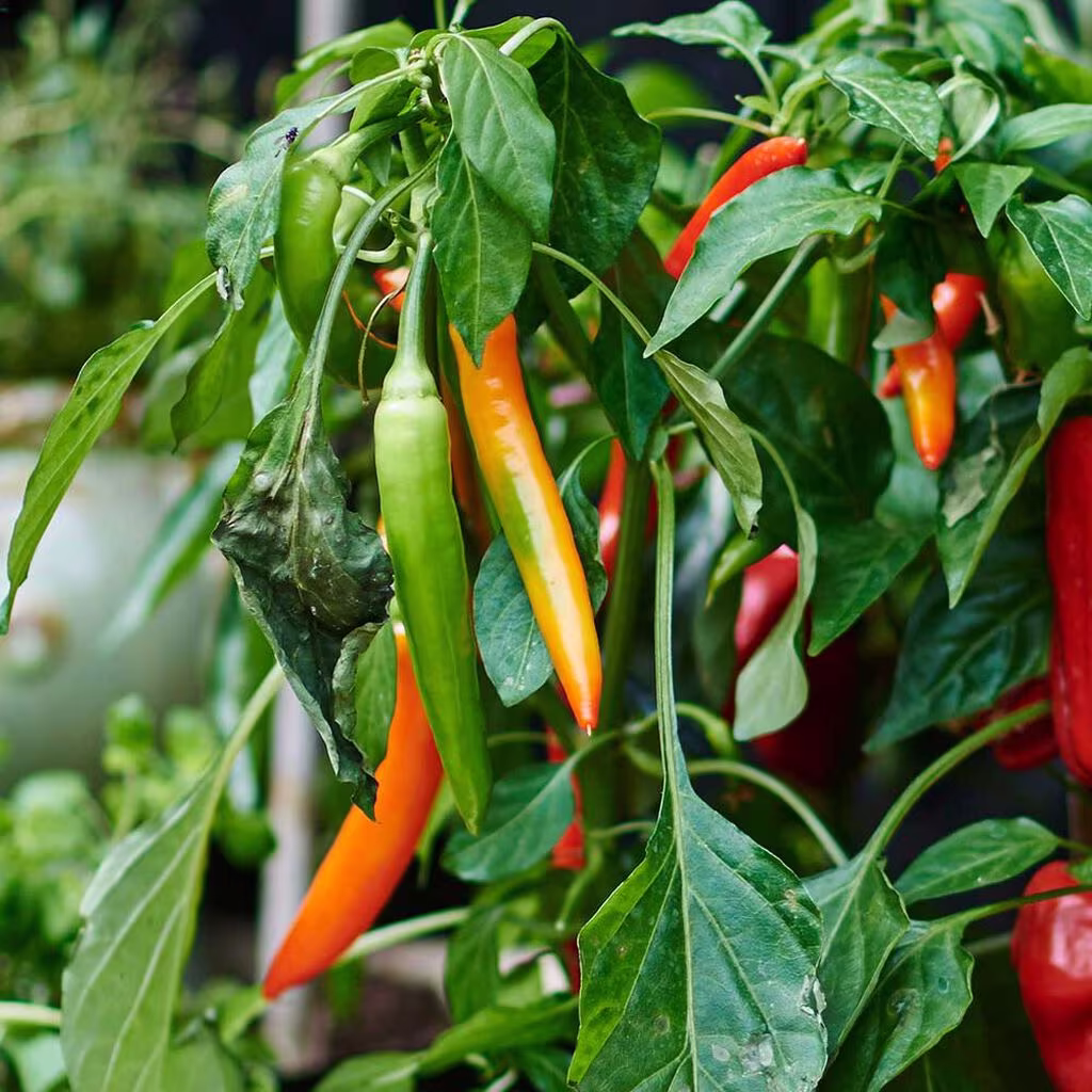 Chili – från stark till mild, vilka sorter ska du odla? 