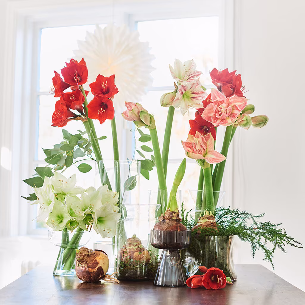 Get the amaryllis to bloom when you want