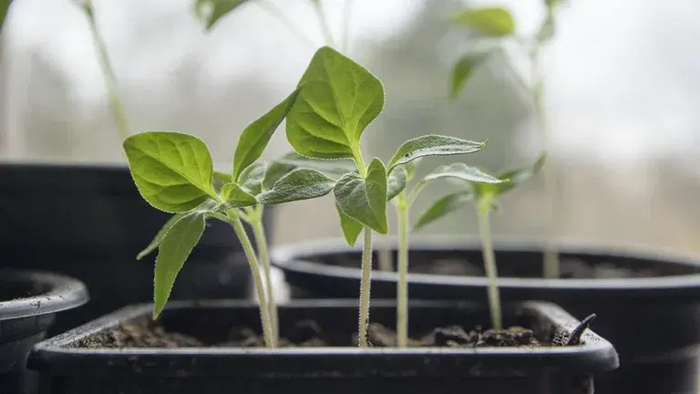 Förkultivering: Vanliga problem med försådder – och hur du löser dem 