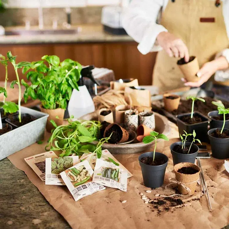 Förkultivering – vilken utrustning behöver du?