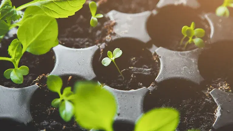 April - detta kan du så och odla