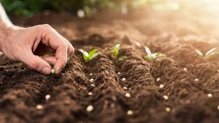 Maj - detta kan du så och odla