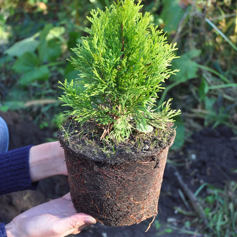 Plantera en häck – så lyckas du