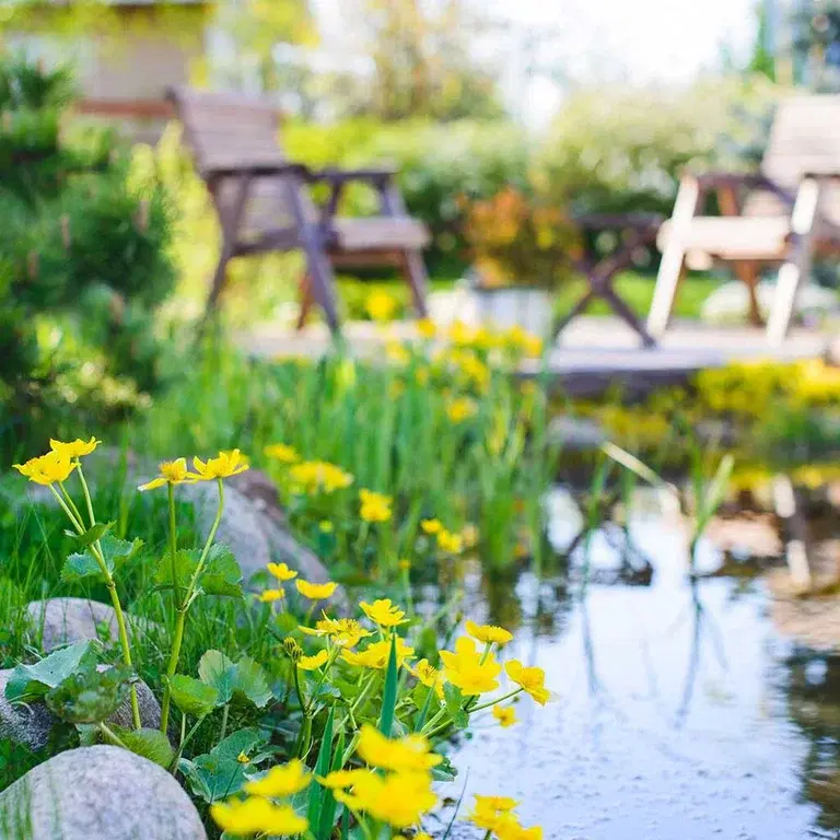 Vattenväxter och vatten i trädgården