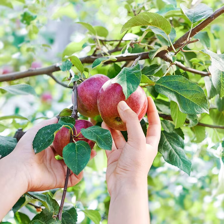 Fruktträd – så lyckas du 