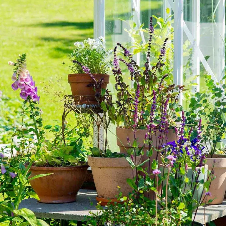 Trädgårdsbesök: En smak av Medelhavet hos Anniken