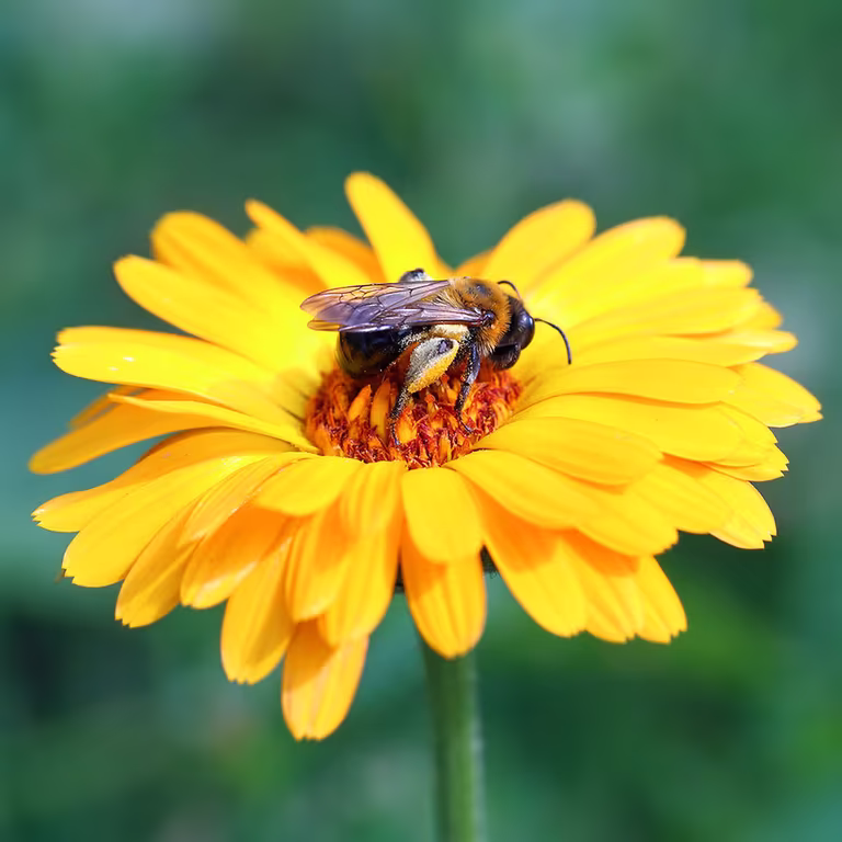 Help the pollinators in the garden and get a larger harvest