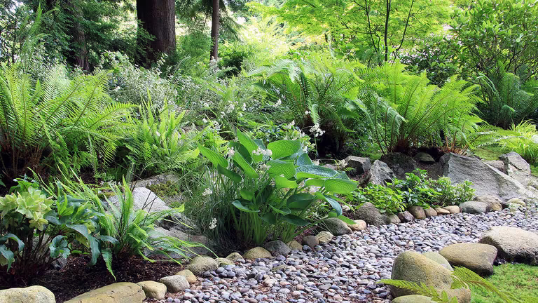Woodland - bring the forest into the garden