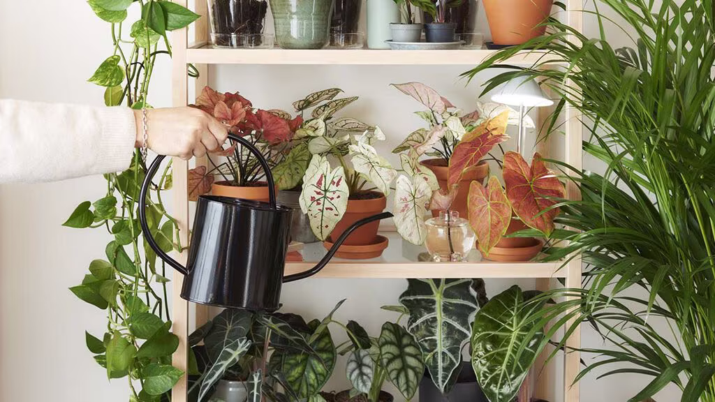 Vattna dina krukväxter inomhus 