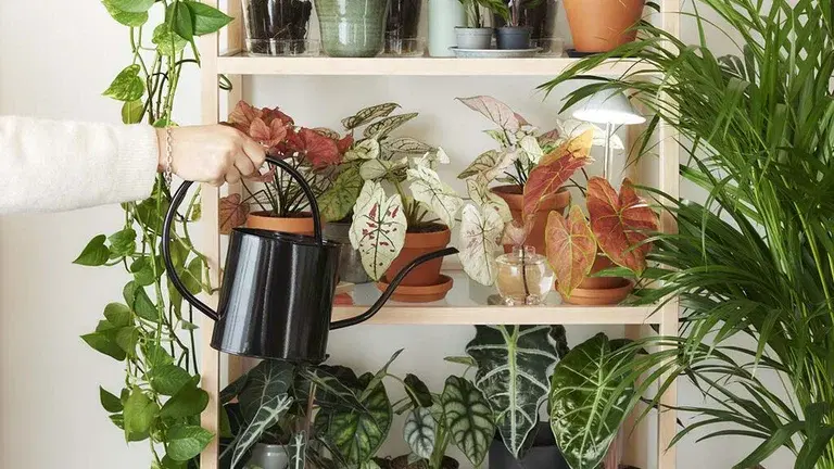 Vattna dina krukväxter inomhus 