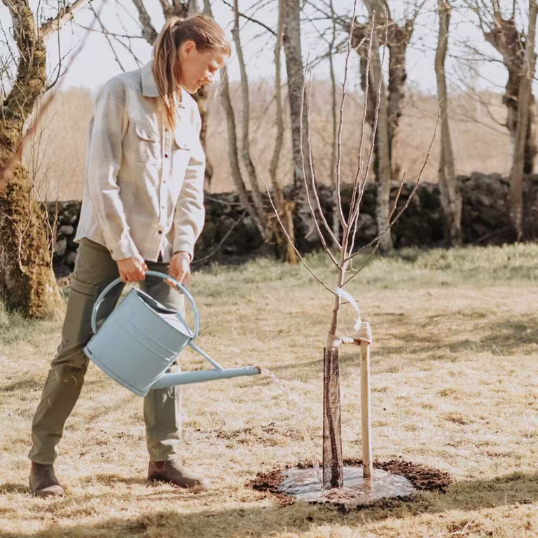 Plantera fruktträd – trädgårdsmästarens bästa tips 