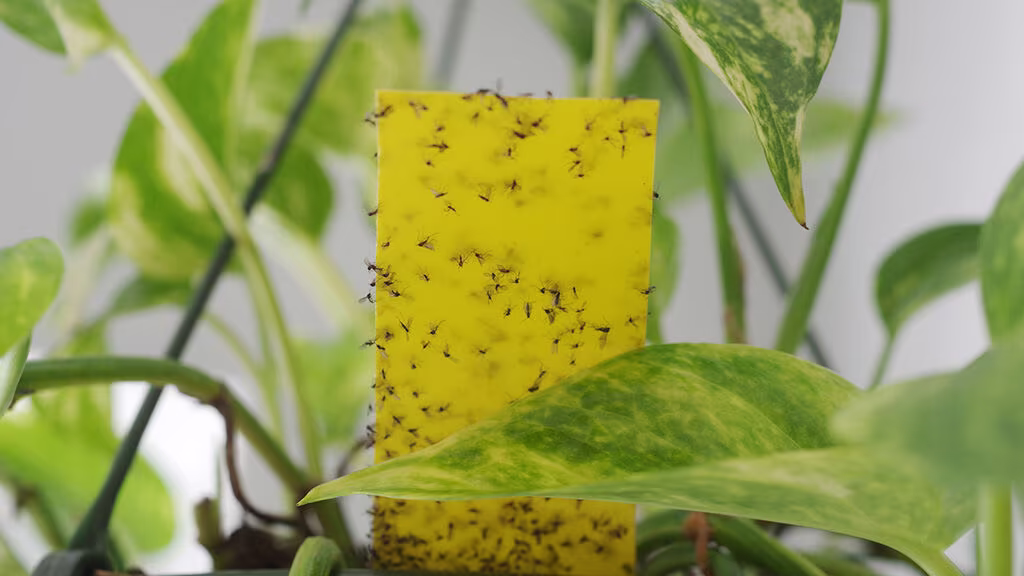 Knäppmygg (sorgmygg) – så blir du av med dem