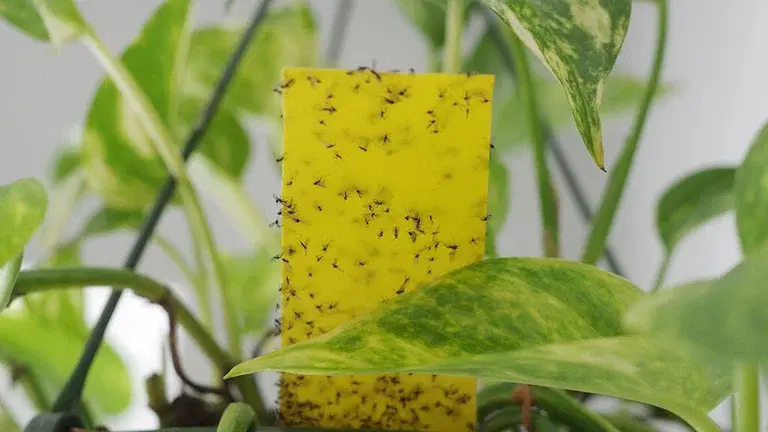 Knäppmygg (sorgmygg) – så blir du av med dem