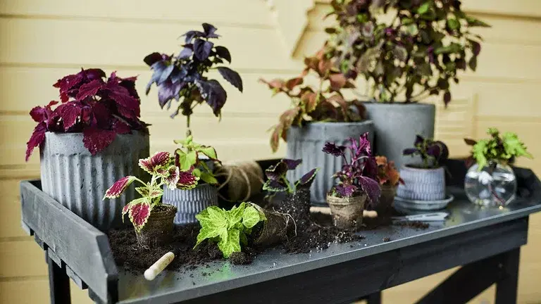 Så här tar du sticklingar av palettblad 