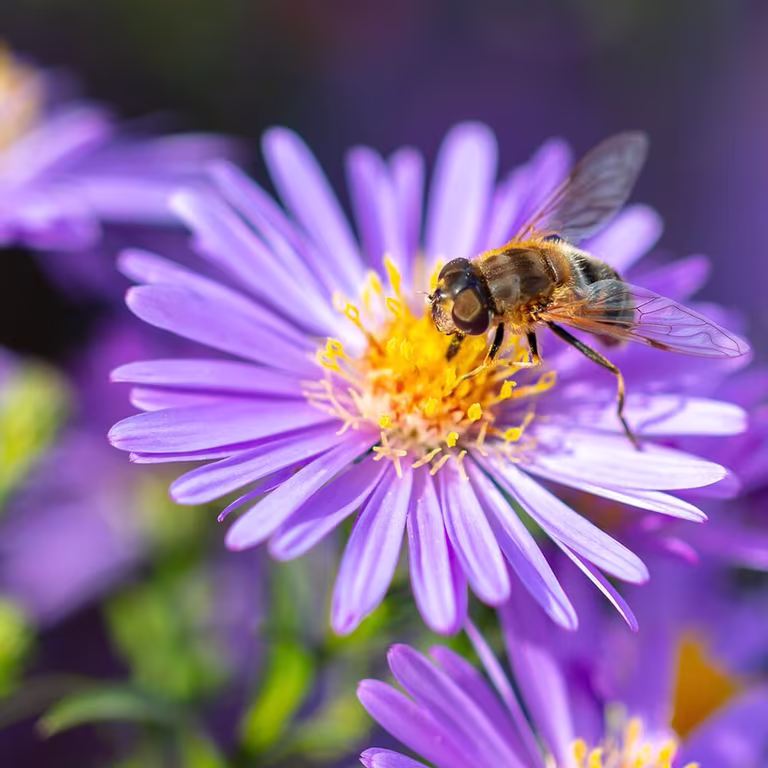 Blommor för bin och fjärilar – 7 favoriter 