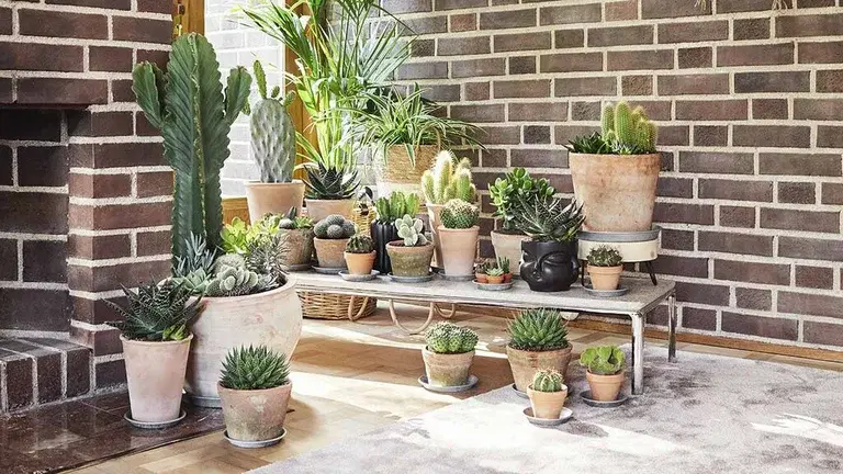 Lista med torktåliga växter 