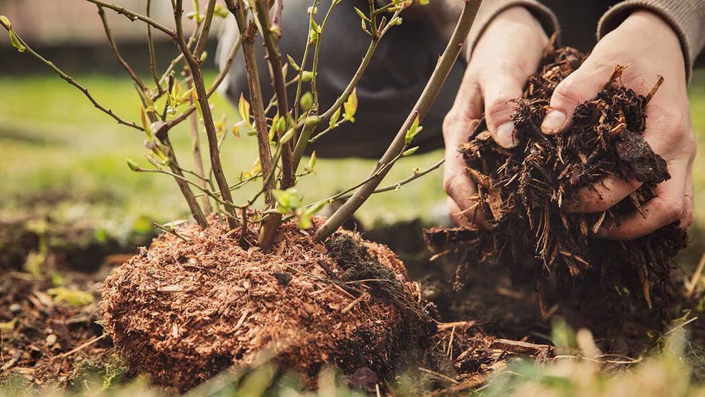 Therefore you should plant in the fall