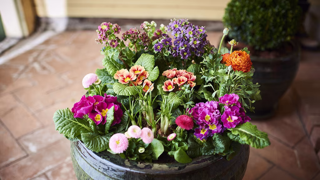 Rivstarta våren – satsa på frosttåliga vårblommor 