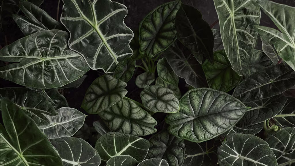 Alocasia