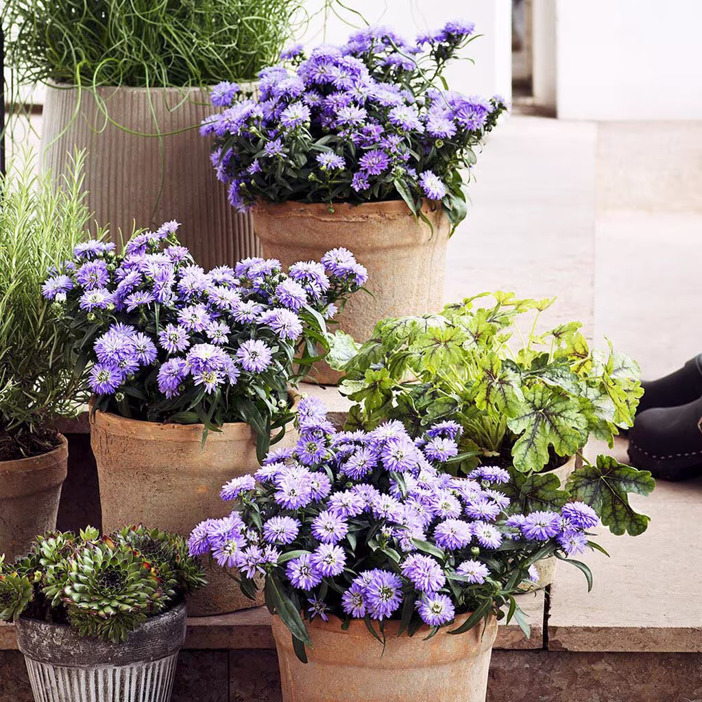 Aster – plantering och skötsel 