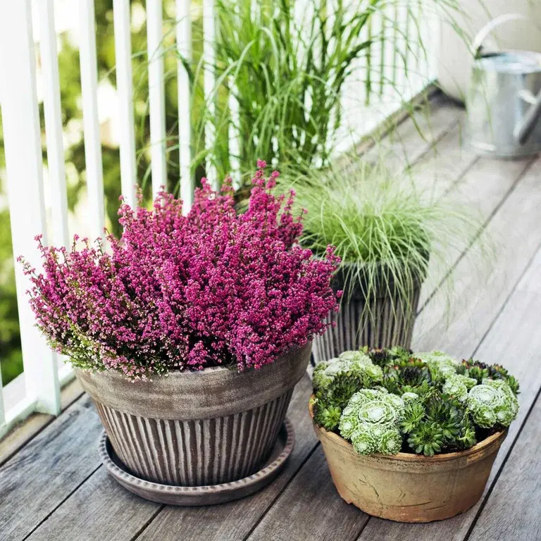 Höstljung 'Erica' – plantering och skötsel