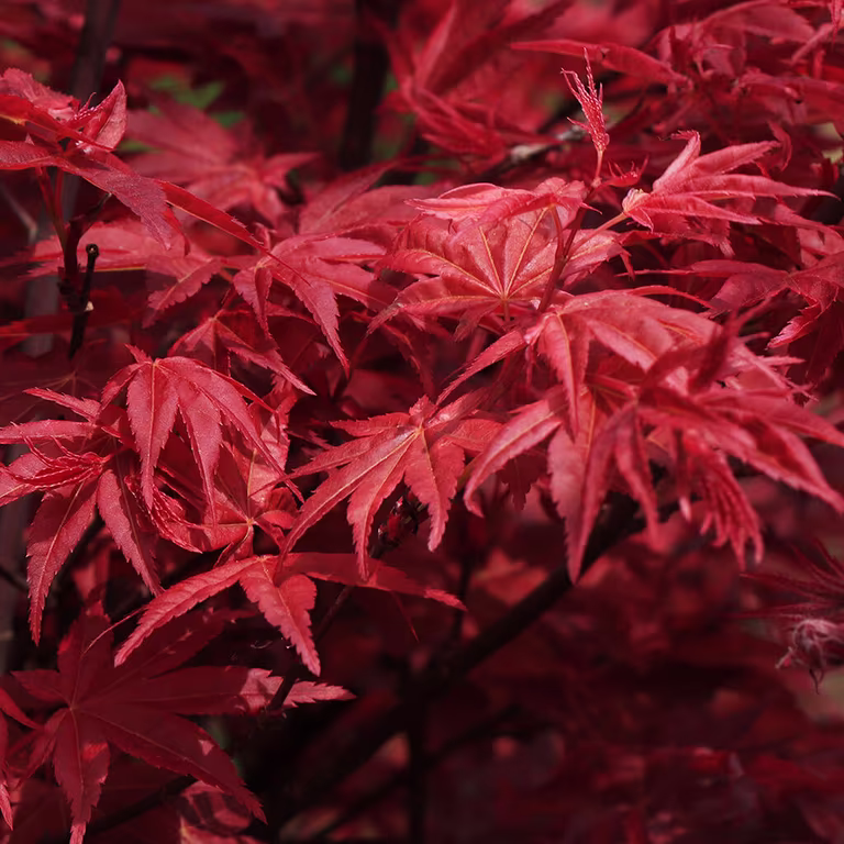 Japansk lönn - plantering och skötsel