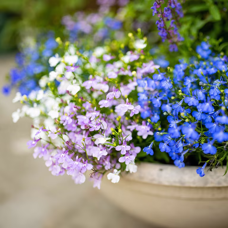 Lobelia – plantering och skötsel