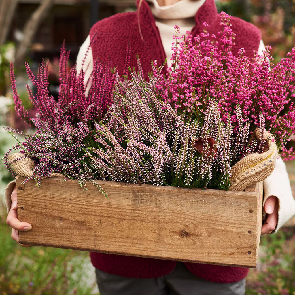 Heather - planting and maintenance