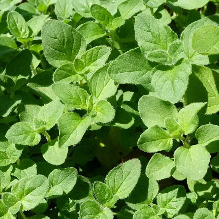 Oregano – odla din egen 